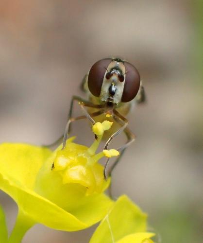 Meliscaeva auricollis